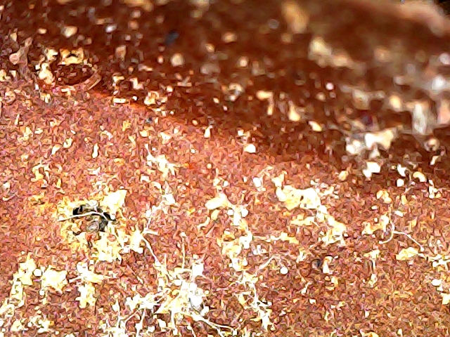 Escamas del Hongo