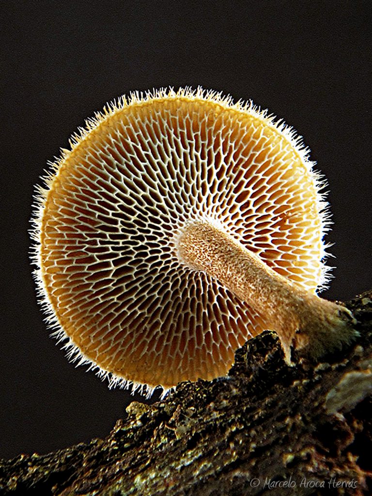 Estipe del Hongo