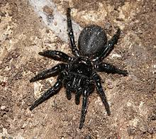 Araña